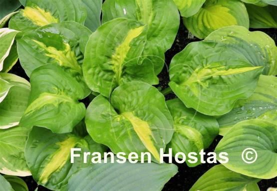 Hosta Mango Tango